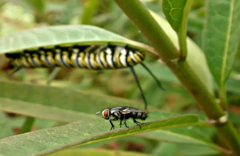 Parasitic Flies Target Caterpillars