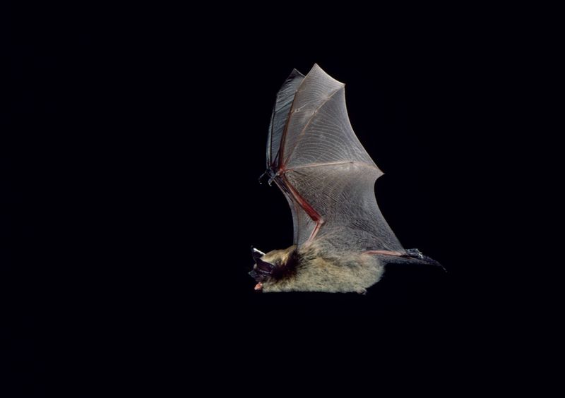 Bats: The Night Shift Insect Controllers