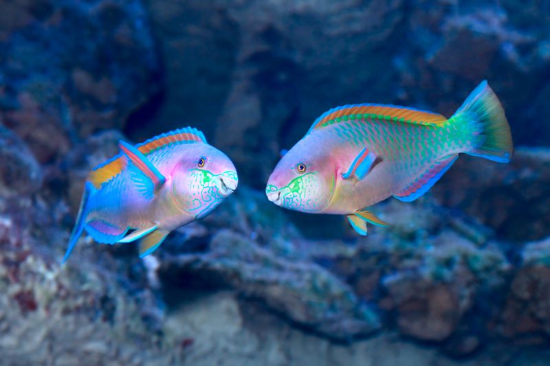 Parrot Fish Are Just Tropical Fish