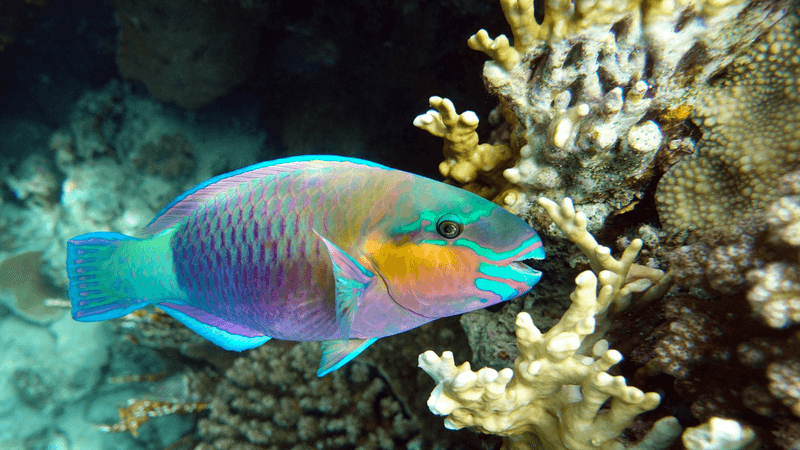 Parrot Fish Don't Contribute To Sand Production