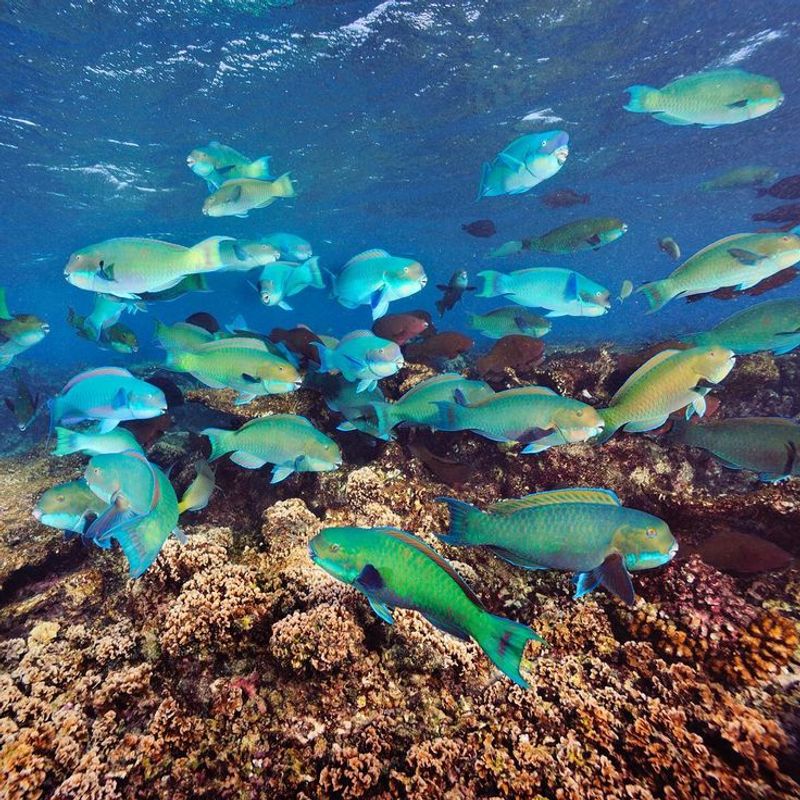 Parrot Fish Live Alone