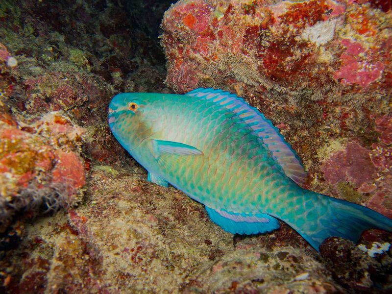 Parrot Fish Only Live For A Few Years