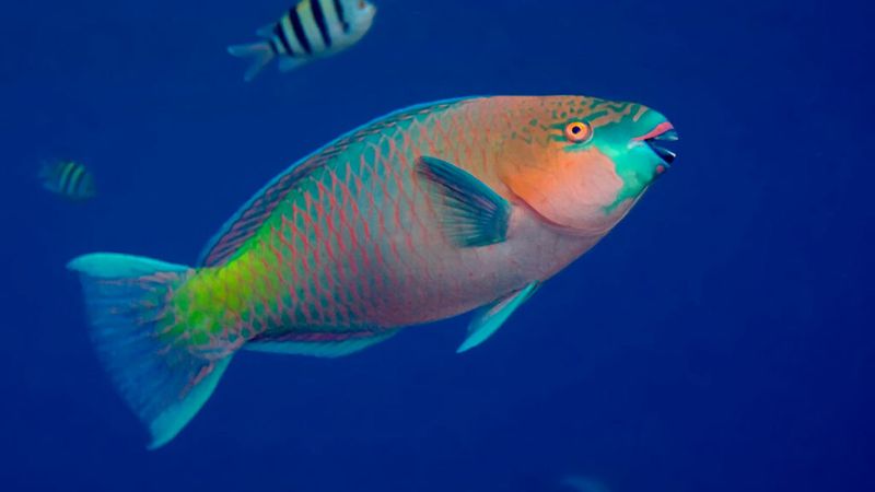 Parrot Fish Are Aggressive Toward Other Fish