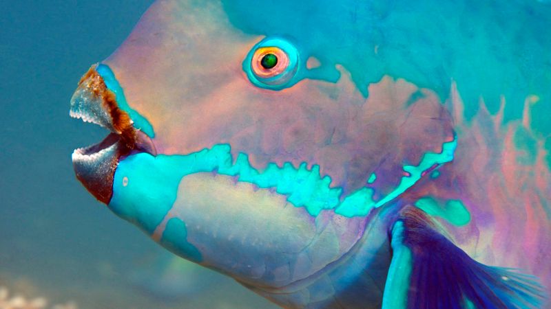 Parrot Fish Are Named After Parrots Because Of Their Beaks