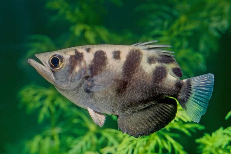 Archerfish: Sharpshooters With Physics Knowledge