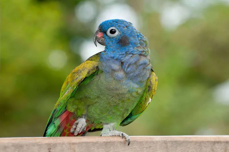 Pionus Parrot