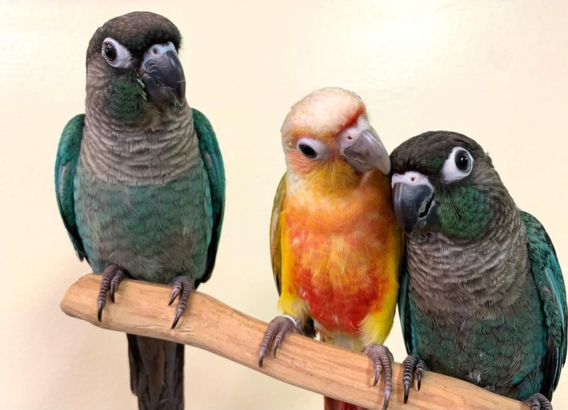 Green-Cheeked Conures Share Special Bonds