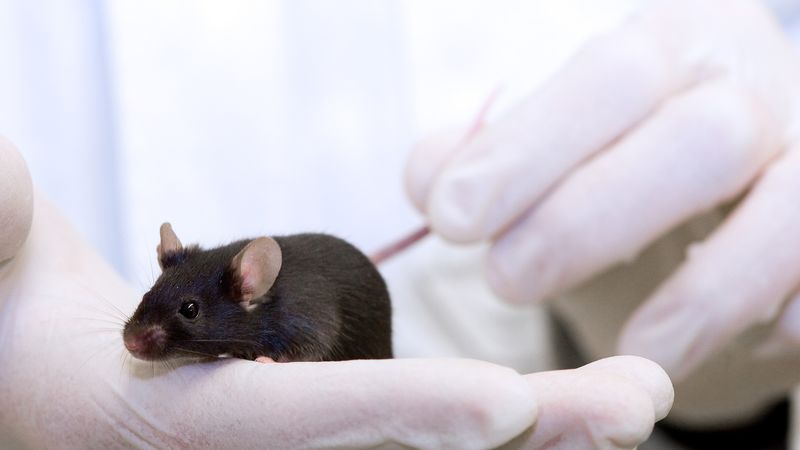 Mice Show Empathy Pain
