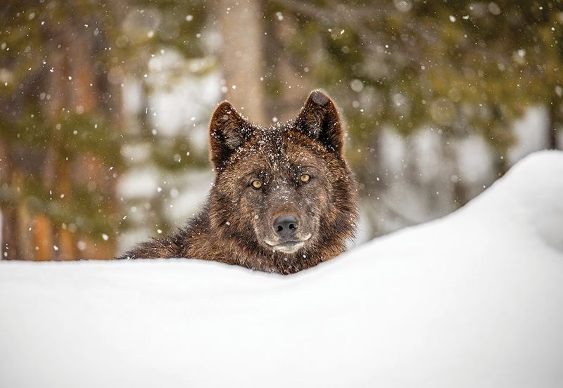 Wolves Use Play-Pants To Communicate