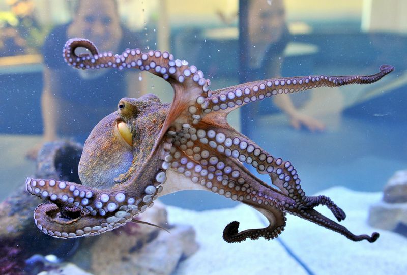 Octopuses: The Surprising Face-Recognizers