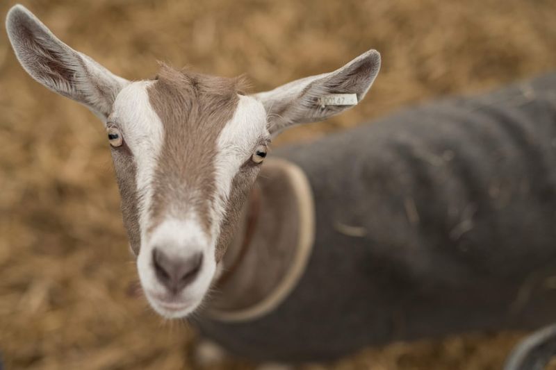 Goats: Surprisingly Perceptive Farmyard Philosophers