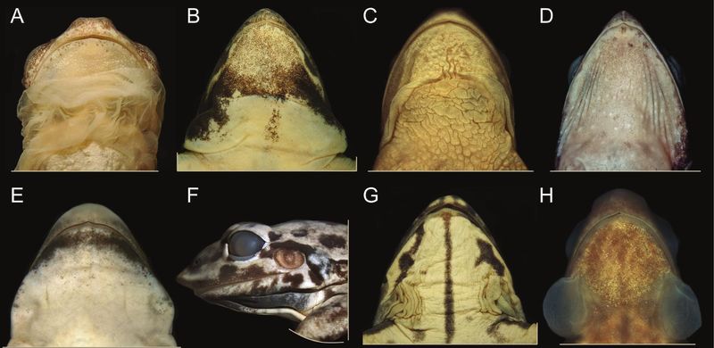 New Insights Into Frog Evolution