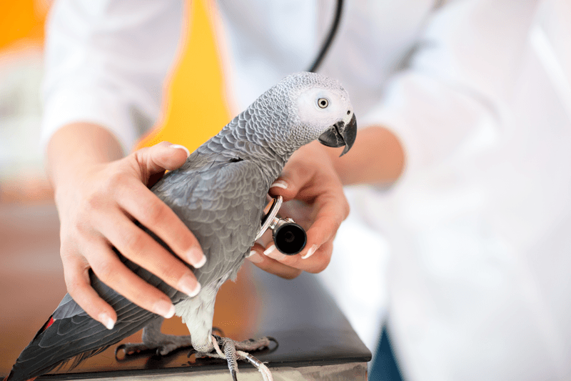 Be A Responsible Parrot Owner