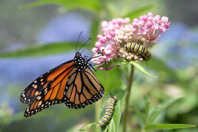 Supporting Monarch-Friendly Policies
