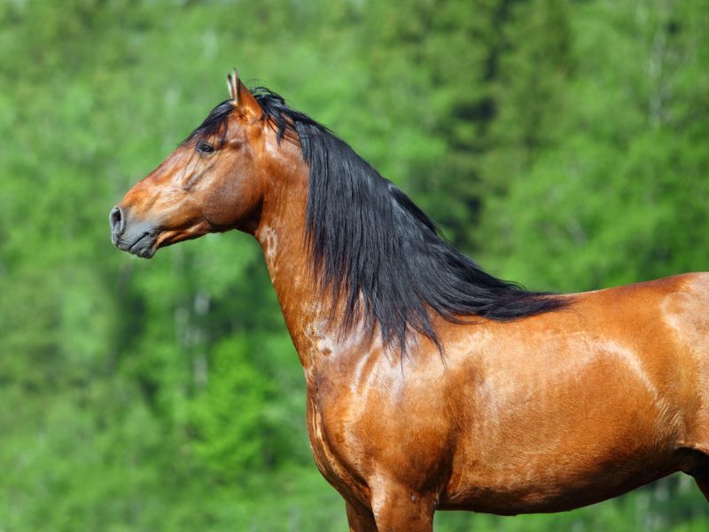 Trakehner: The Floating Trotter