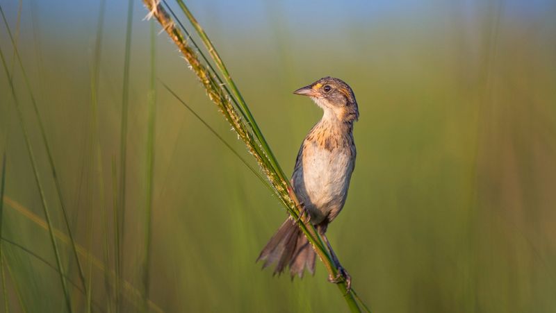 Dusky Seaside Sparrow
