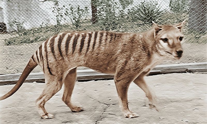 Tasmanian Tiger: A Striped Hunter Vanishes