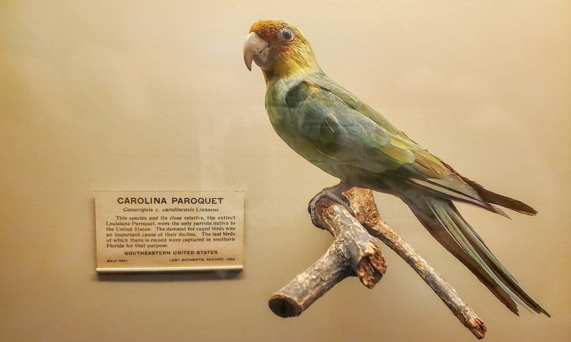 Carolina Parakeet: America's Lost Parrot