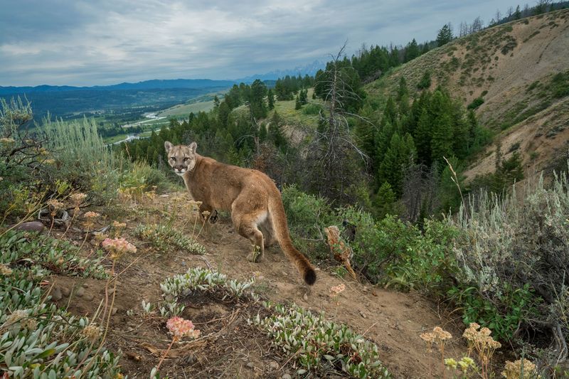 Eastern Cougar: The Ghost Cat