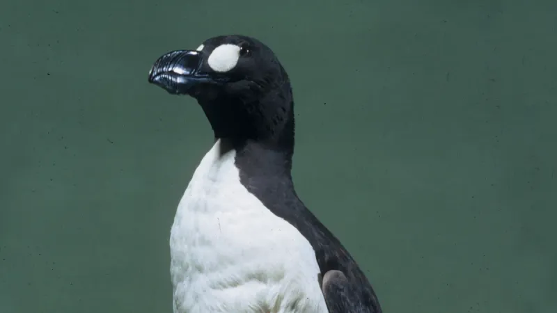 Great Auk: The Original Penguin