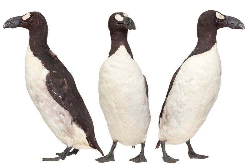 Great Auk: The Original Penguin