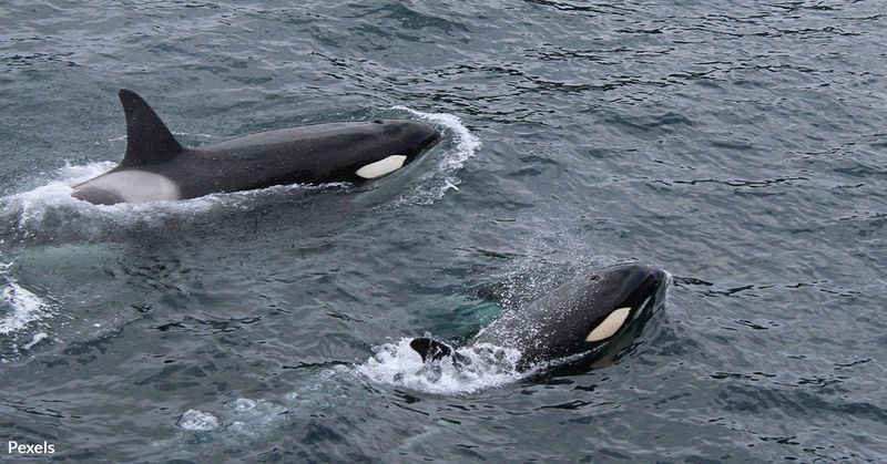 Adapting To New Climates And Prey Sources