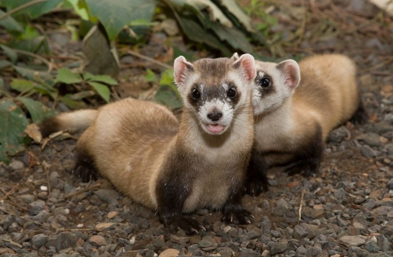 Ethical Considerations In Cloning Endangered Species