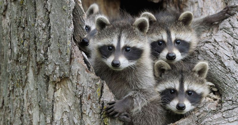 Wildlife Encounters On The Rise