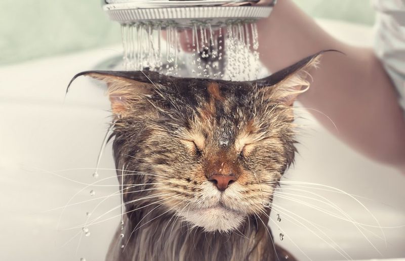 Bathing Adaptations