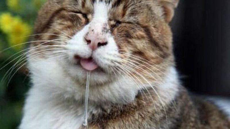 Drooling More Than Usual