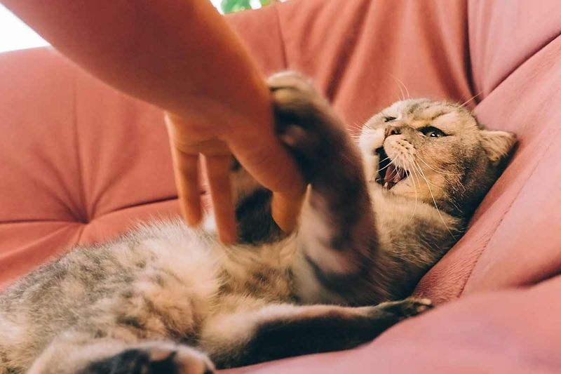 Sudden Aggression When Touched