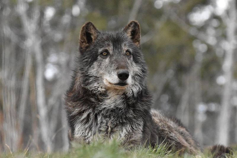 Wolves Are Nature's Cleanup Crew