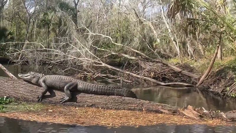 Hillsborough River State Park
