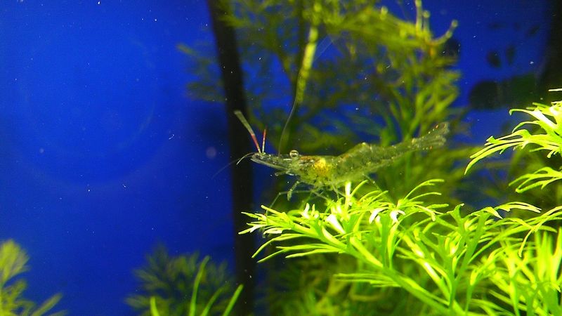 Ghost Shrimp Squad