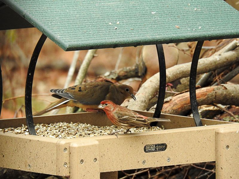 Ground Feeding Trays: Junco And Dove Destinations