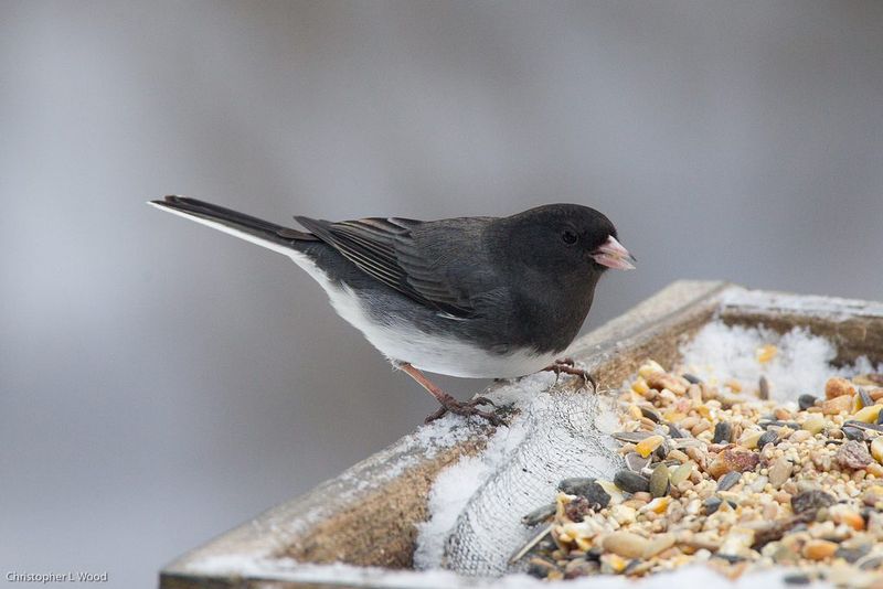Millet: A Popular Choice For Ground-Feeding Birds