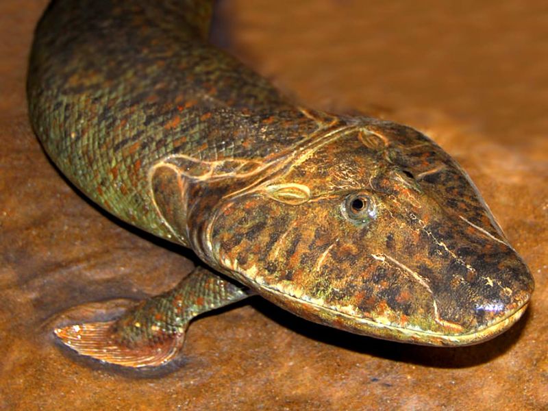 Tiktaalik: The Original Fish With Feet