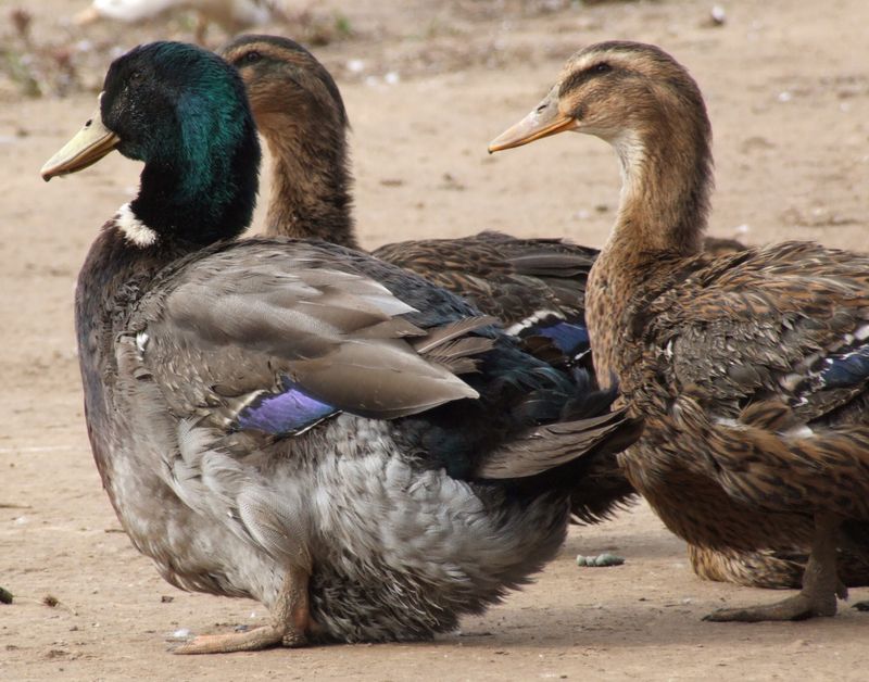 Rouen Duck: The Living Heritage