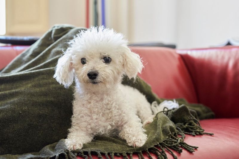 Bichon Frise – The Cheerful Fluffball