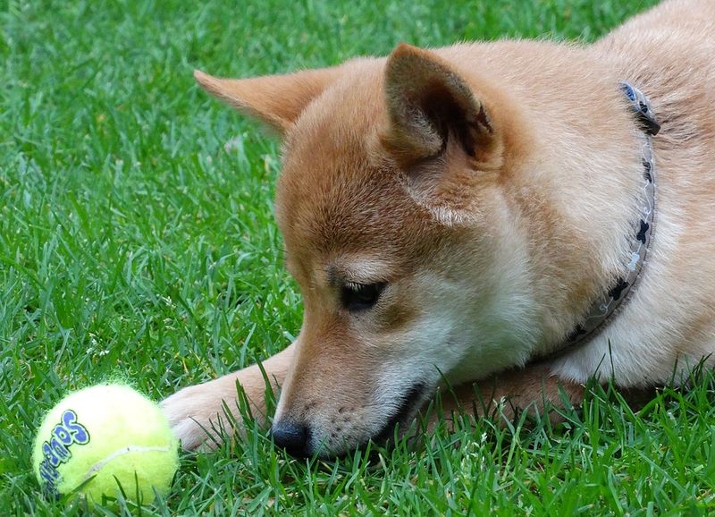 Shiba Inu