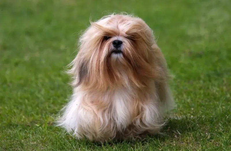 Lhasa Apsos: Suspicious Watchdogs