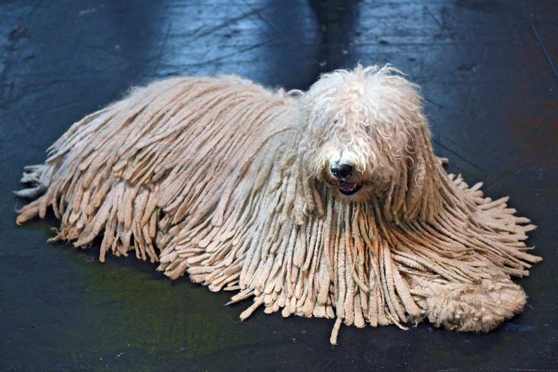 Komondor: The Living Dreadlock Collection