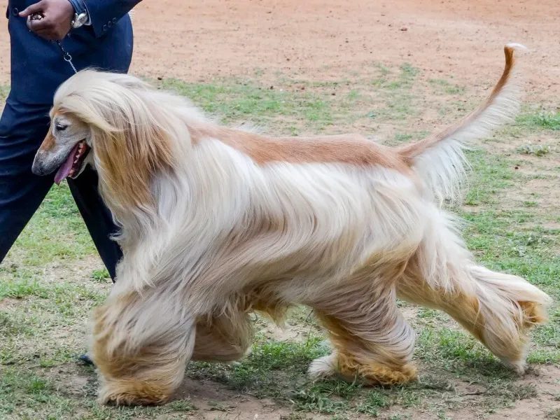 Afghan Hounds