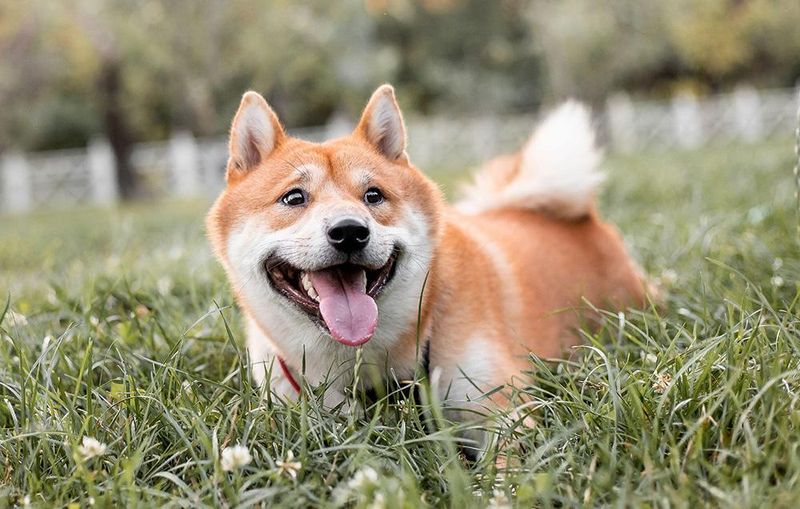 Shiba Inu: The Independent Thinker