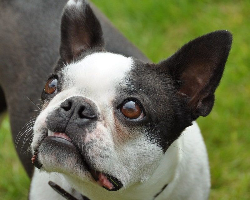 Boston Terriers: Tuxedo-Clad Seniors With Style