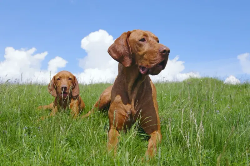 Vizslas: The Velcro Volunteers