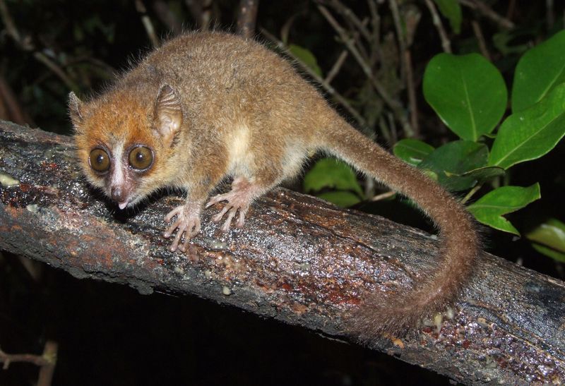 Mouse Lemur: Nighttime Eyes In The Trees