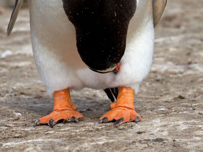 Penguins Have Knees Under Their Feathers