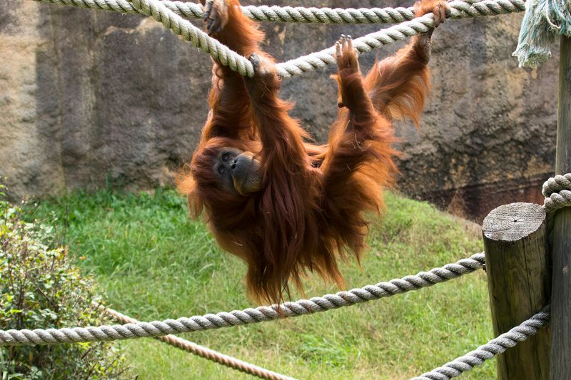 Orangutans: Brainy Budget Busters