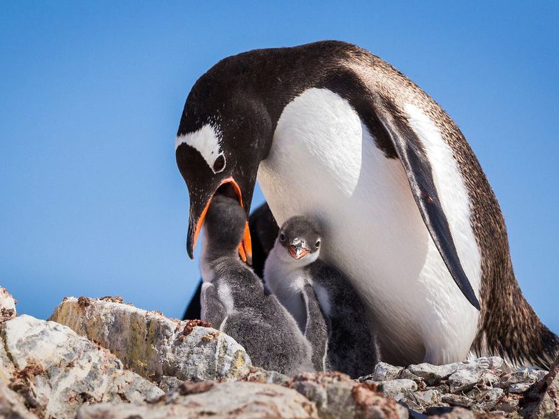 Pink Milk For Penguin Babies